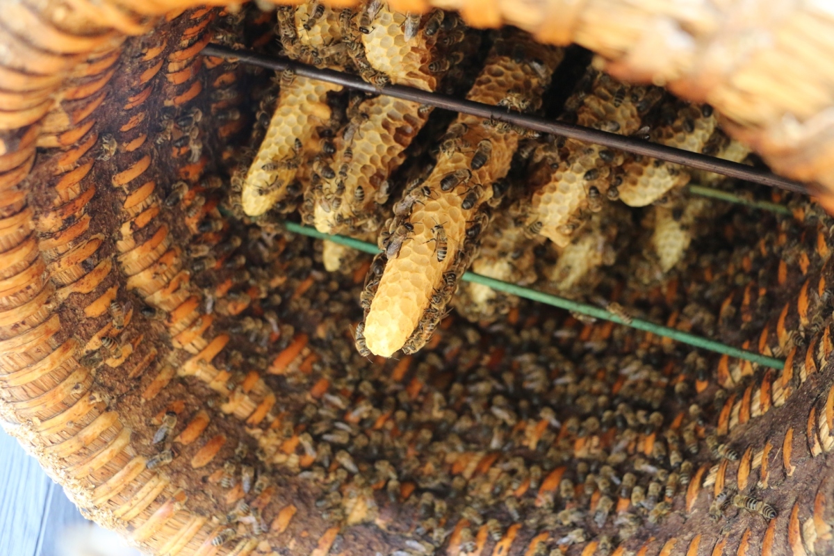Bienenvolk in einem Stülper